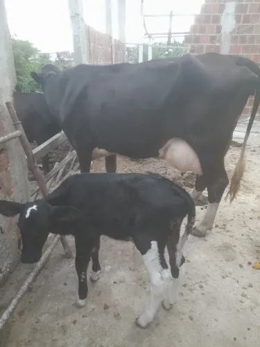 Vaca leiteira girolanda <br>01 com um bezerro com tres dia <br>01 sem bezerro <br>R$16.000,00