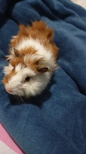 Porquinho da índia