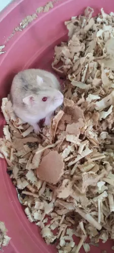 Hamsters 