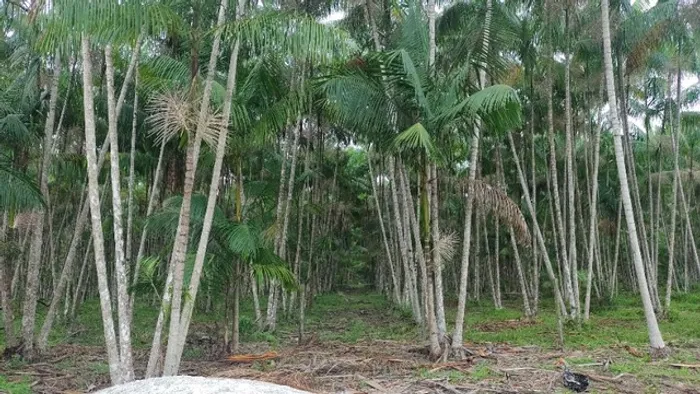 61 alqueires no Pará com 50 mil pés de açaí e 25 alqueires em pasto R$ 4 milhões
