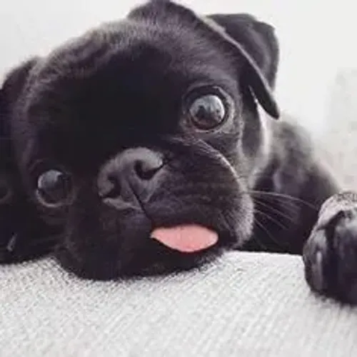 Pug filhote preto disponível 