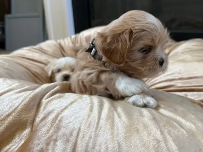 Lhasa Apso - Um Filhote de Verdade com Pelagem de Show e Coração Gigante!