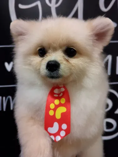 Spitz Alemão Raposinha: Macho com 3 meses, melhor preço da OLX