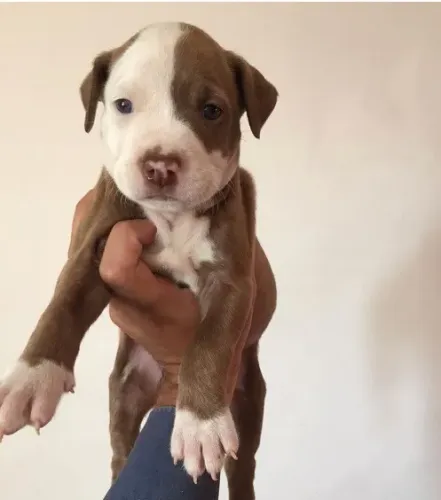 Pitbull terrier - Fêmea disponível com vacina e contrato de garantias completo 