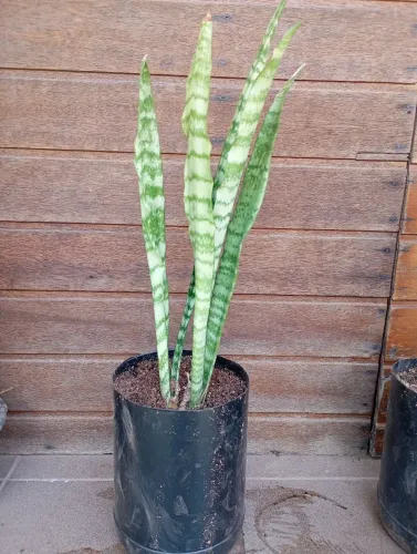 Muda Espada de São Jorge 40cm