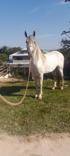 Cavalo Manga Larga Machador