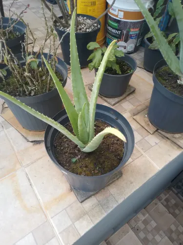 Vendo Babosa Aloe vera