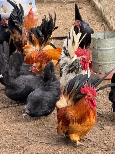 Galinhas e Galos Ornamentais Nagazaki 