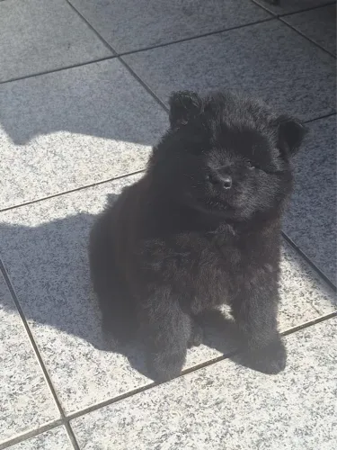 Filhote de Chow-Chow Preto