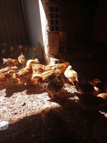 Vende franga Embrapa 051