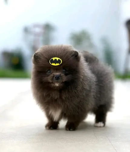 Lulu da Pomerânia 