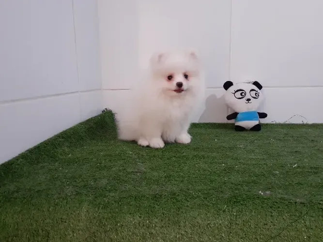[= Lulu da Pomerania Anão fêmea e macho disponiveis =]