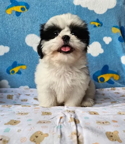 Cachorro Shih Tzu/ Shitzu de porte mini super dócil filhotes macho e fêmea vacinados SP