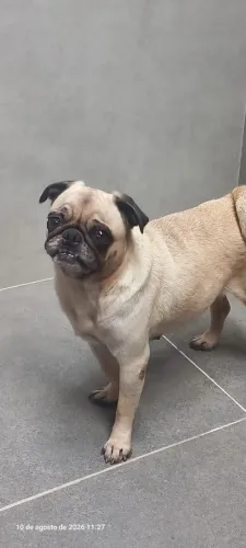 Pug