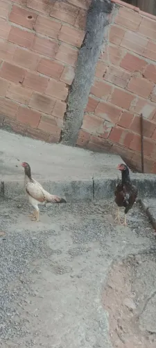Frangos