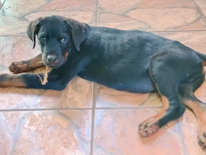 Rottweiler