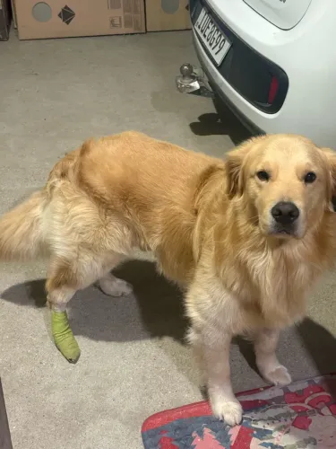 Reprodutor Golden Retriver 