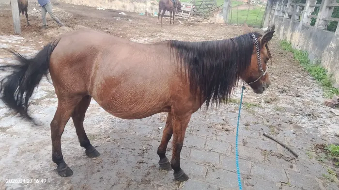 Égua buchuda de um ponei