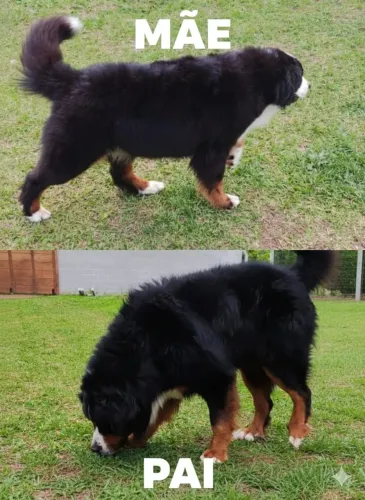 Casal de Bernese adultos