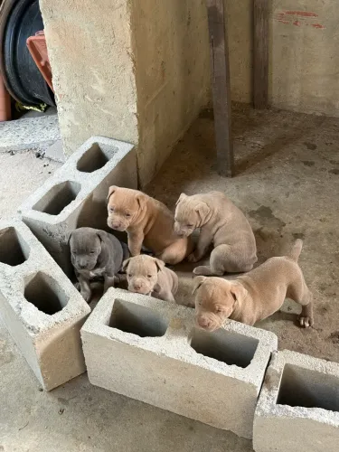 Pitbull