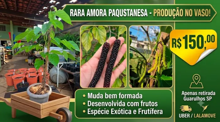 Amora Paquistanesa Muda SP Retirada