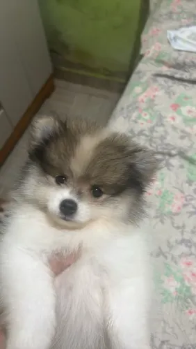 Filhote macho spitz alemão disponível para venda