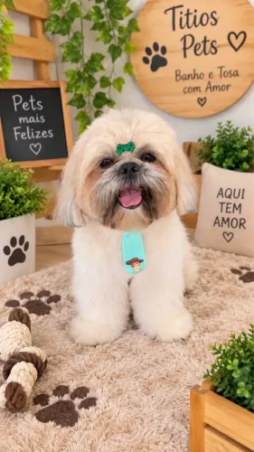 Procuro Shitzu fêmea para colocar para cruzar com meu cachorro