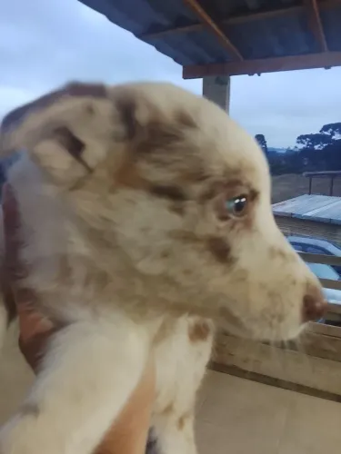 Border Collie pelagem longa 