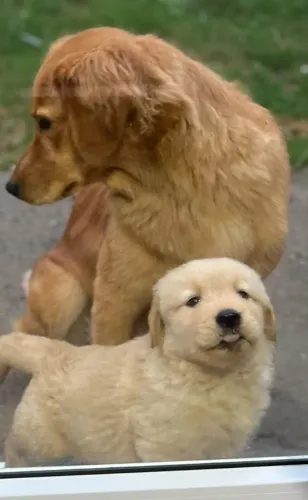 golden retriever temos loja fisica