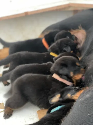 Filhote de rottweiler 