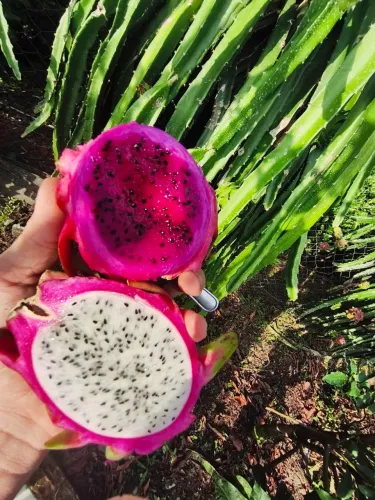 Pitaya vermelha