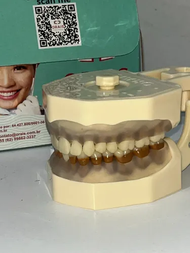 Manequim periodontia modelo(300n) orais 
