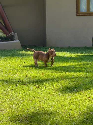 Cobertura de American Bully 