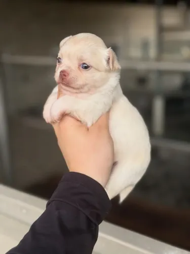 Chihuahua