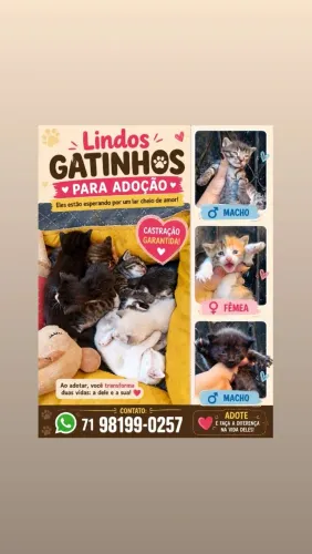 Doação de gato 