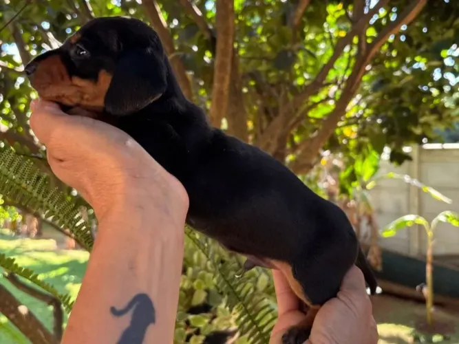 Filhote Dachshund (Salsicha) Macho - Pelo Curto ?