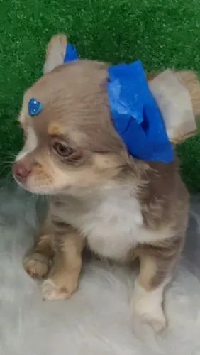CHIHUAHUA macho Tricolor Lilac pêlo longo raridade