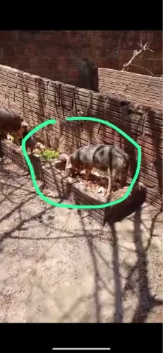 Animais
