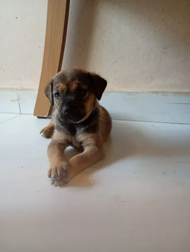 Doação cachorro salsichinha