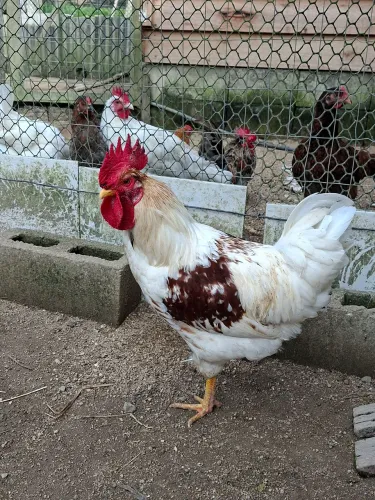 Galo Caipira