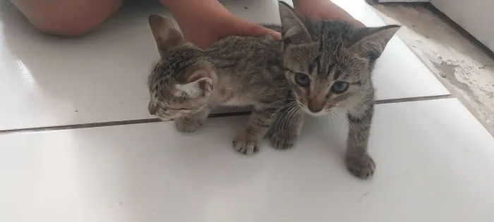 Gatos