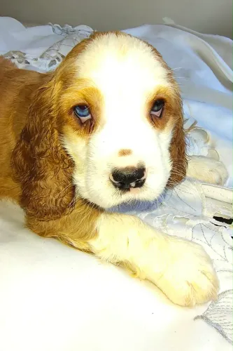 COCKER SPANIEL INGLÊS