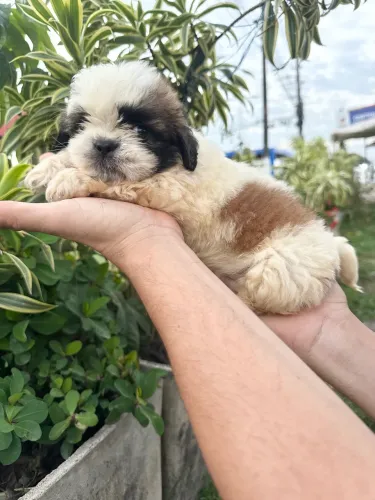 Vendo lindas filhotes de shih-tzu fêmea 