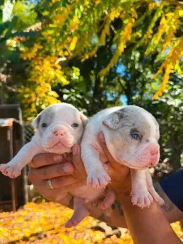 American Bully Micro (machos)