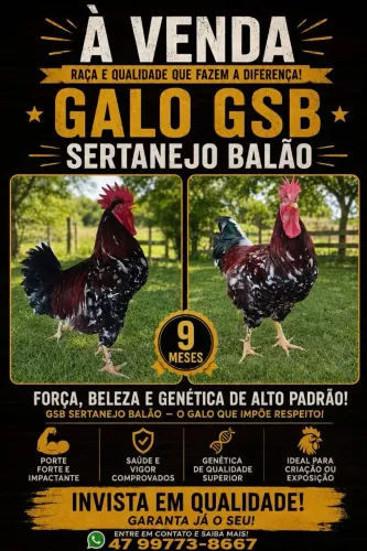 Vendo galo GSB sertanejo balão