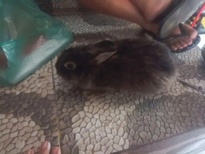 Venda de mini coelho