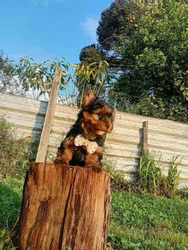 Macho de York com 3 meses e meio