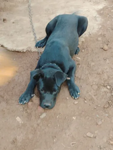 Doando esse cachorro 