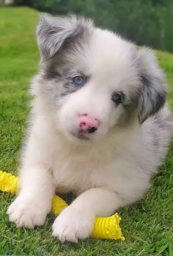 Border collie filhotes
