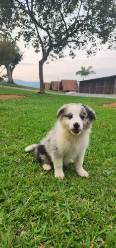 Filhote border collie - Fêmea 